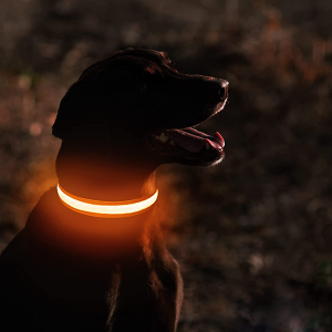 Hundehalsband, LED-Hundehalsband, leichtes Hundehalsband, leuchtendes Hundehalsband, im Dunkeln leuchtendes Hundehalsband, blinkendes Hundehalsband, wiederaufladbares Hundehalsband