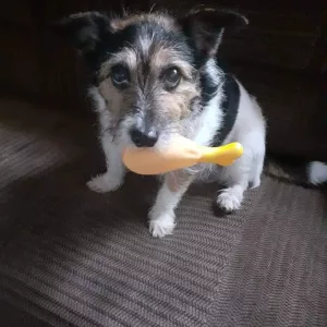 Erhielt ein Quietschendes Hühnerbein Hundekauspielzeug von Kunde S****i.